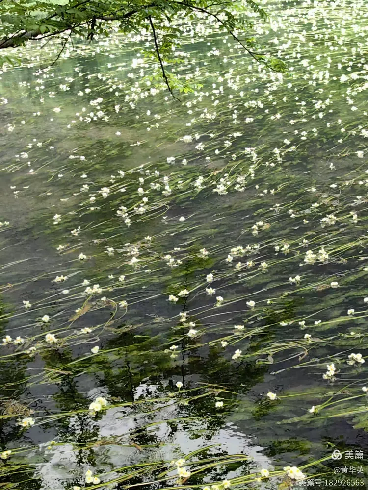 永福百寿镇的海菜花